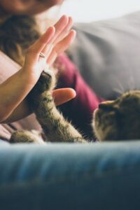 High 5s with kitty and human