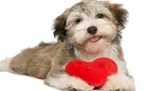 Fluffy puppy holding stuffed heart