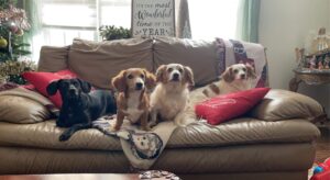 Four dogs sitting on a couch