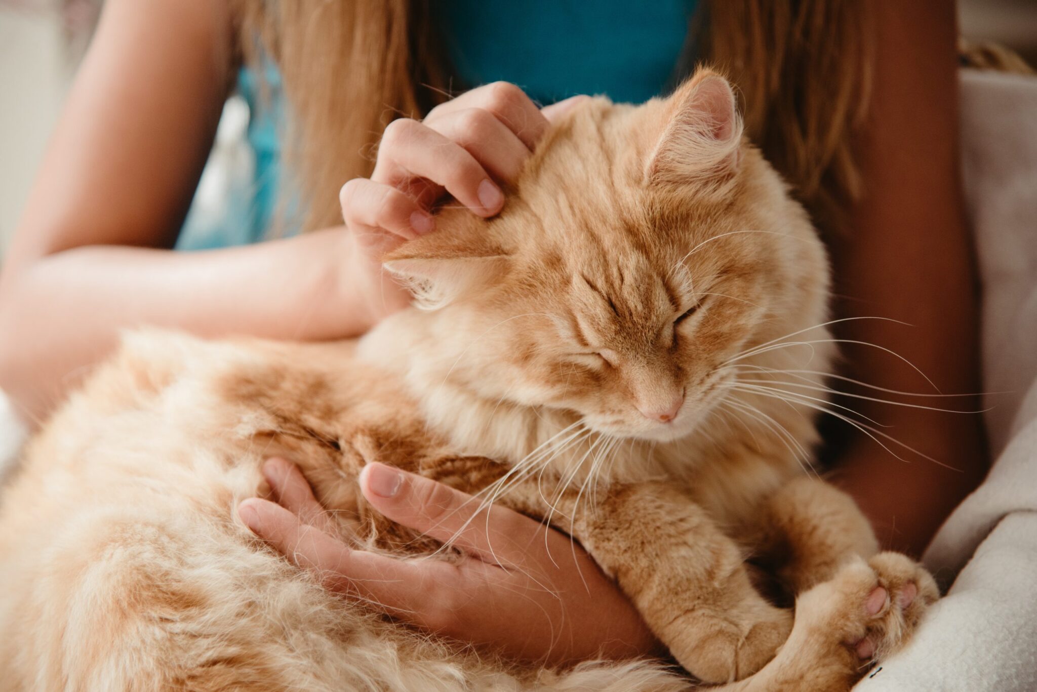 petting fluffy cat