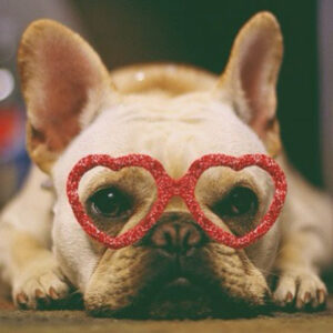 Frenchie with heart glasses