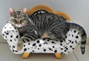 cat, tabby on cat bed