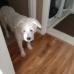 White, old dog standing in doorway