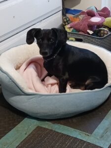Black small dog on blue bed