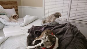pets on a bed