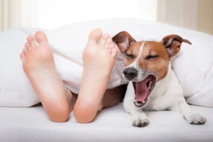 Dog yawning next to human feet