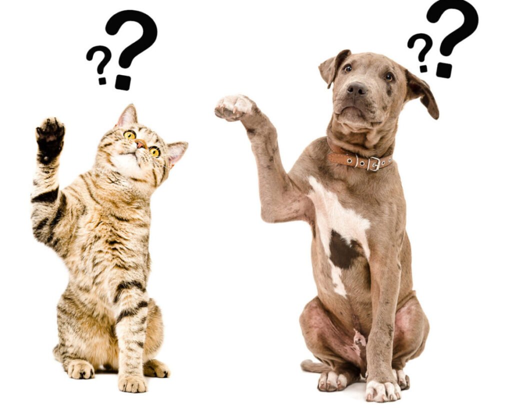 pets have questions