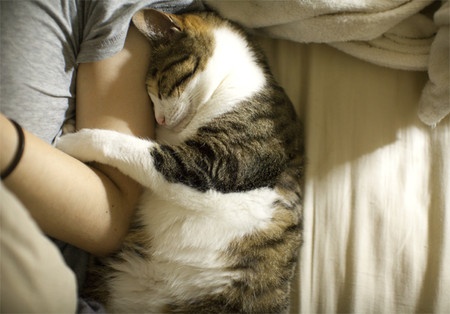 cat cuddling human