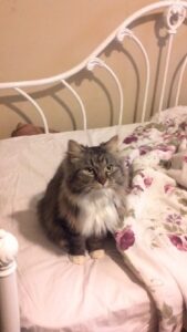 Fluffy cat sitting on a bed