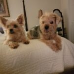 Two yorkies on the bed