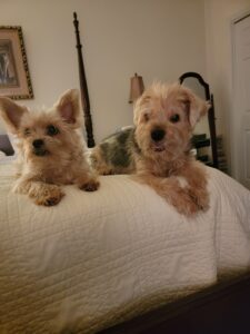 Two yorkies on the bed