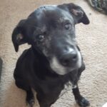 Senior black dog with gray muzzle