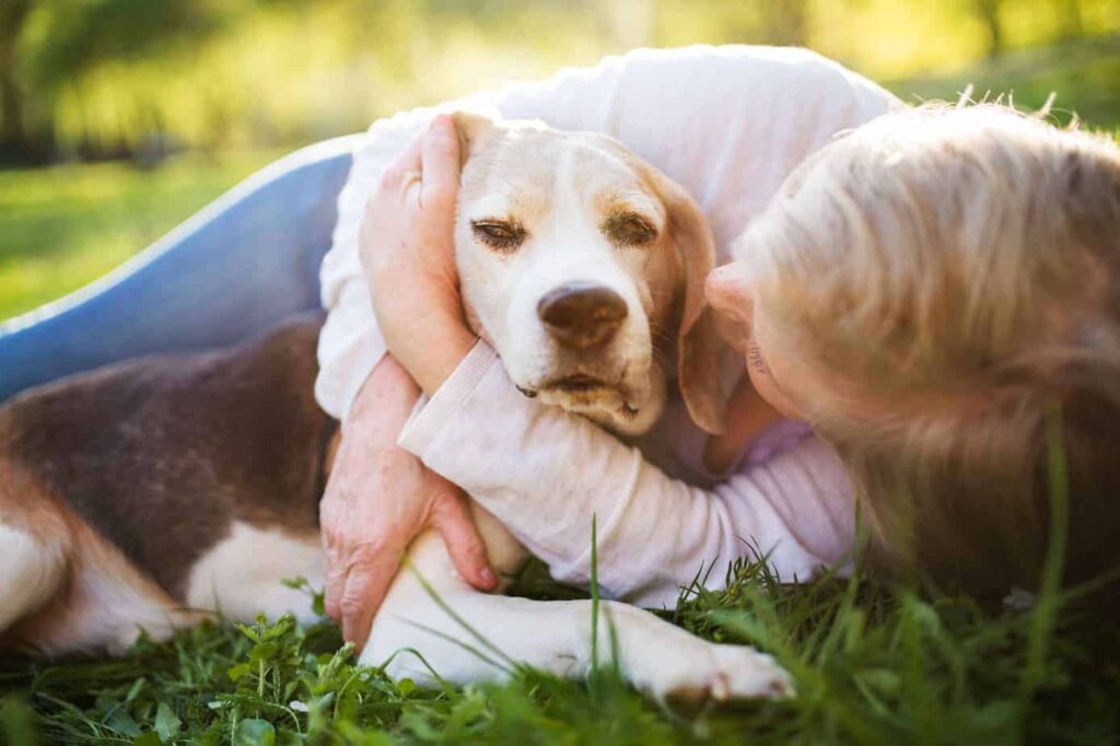 senior dog hugged by human