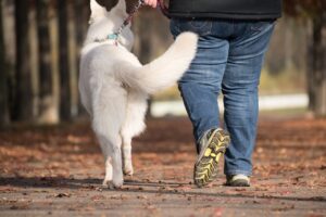 dog, owner, pet-walking