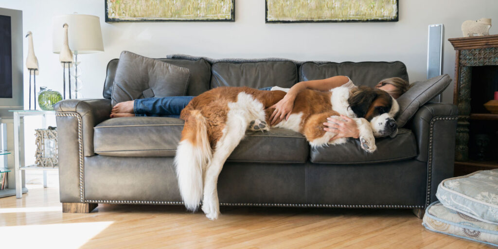 dog on a couch with human