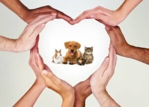 hands surrounding pets