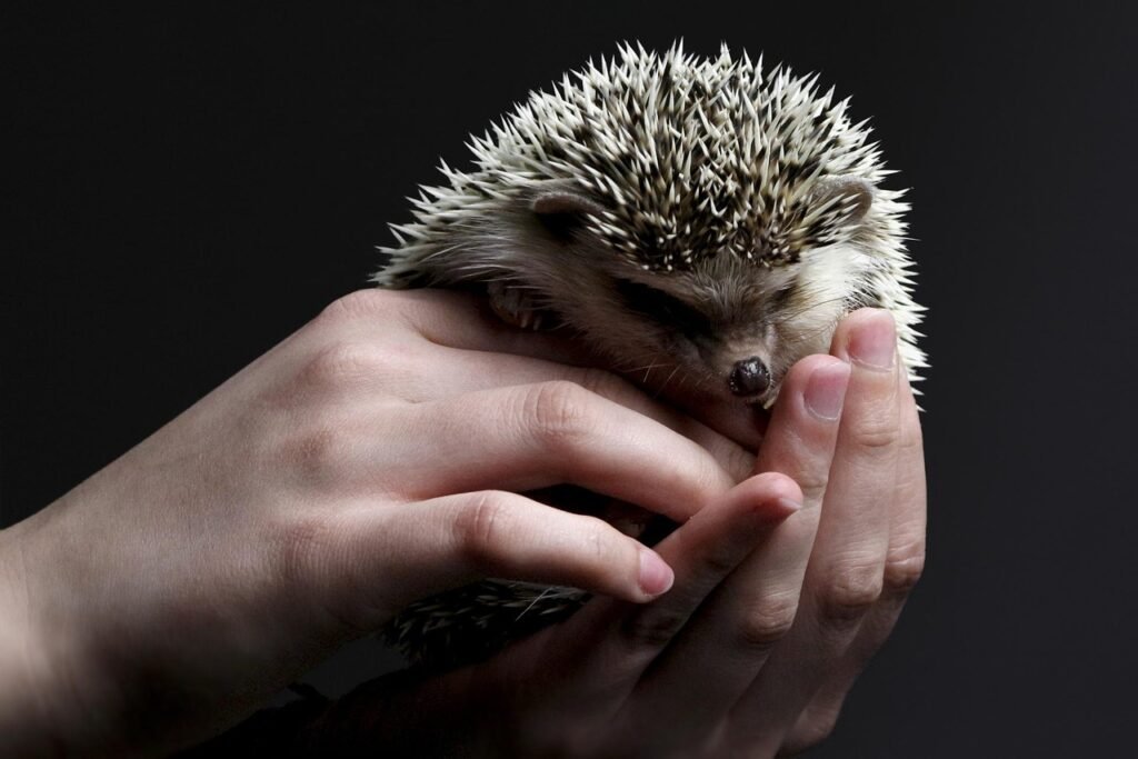 animal, hedgehog, nature, pet, mammal, species, fauna, prickly