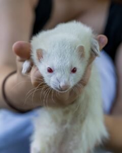 ferret, albino ferret, animal, wild animal, wildlife, nature, ferret, ferret, ferret, ferret, ferret