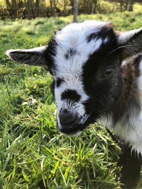 goat, baby goat, kid, portrait, ibex, horn, herbivorous, prairie, ruminants, goat paquito, ruminant, pasture, baby goat, baby goat, baby goat, baby goat, baby goat