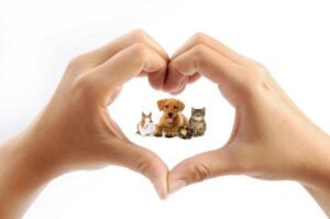 dogs, small animals enclosed within human hands