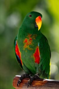 Close-up of a great-billed parrot showcasing vivid green and red feathers.