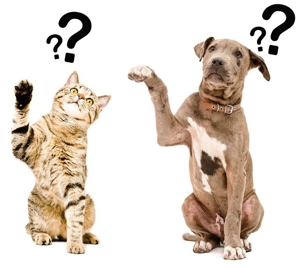 We answer your questions