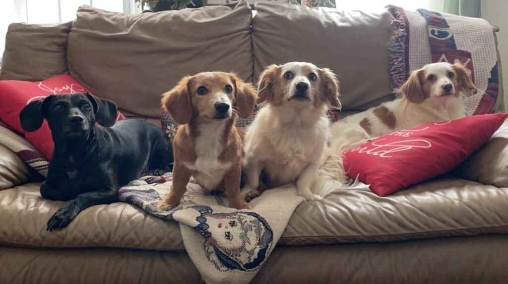 four dogs on a couch
