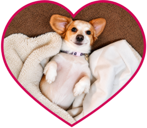 happy dog blanketed within a heart