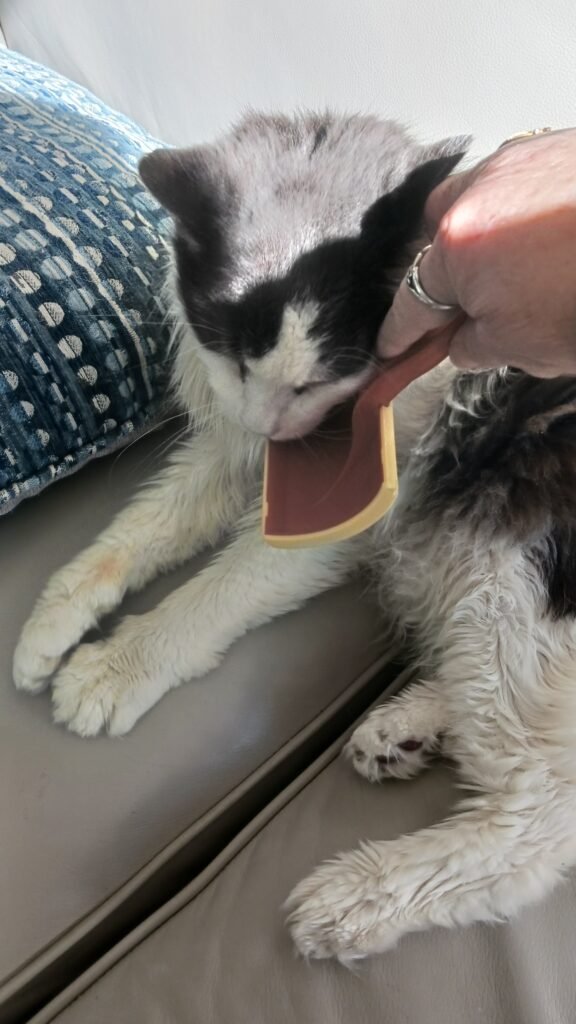 Brushing elderly cat