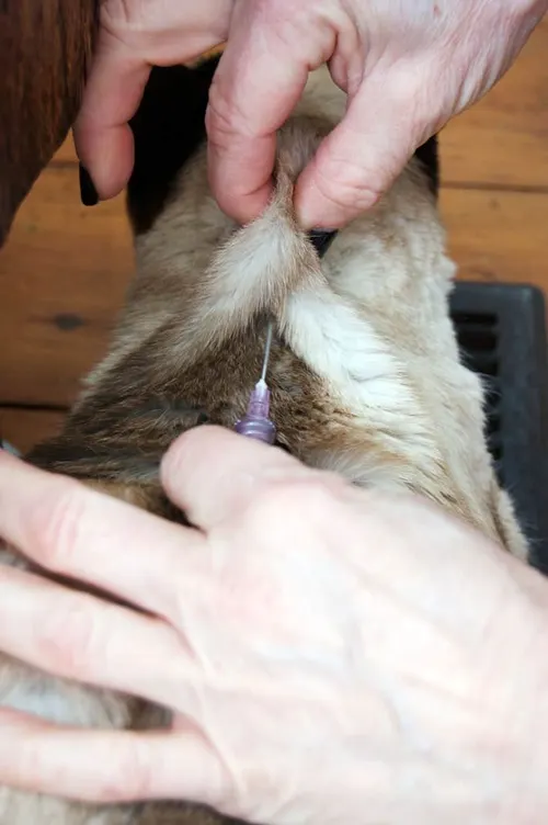 Giving a cat insulin shot